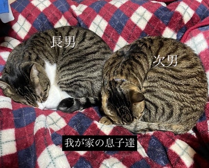 ケイト ポッピングシルエットシャドウ/KATE/アイシャドウパレットを使ったクチコミ(3枚目)