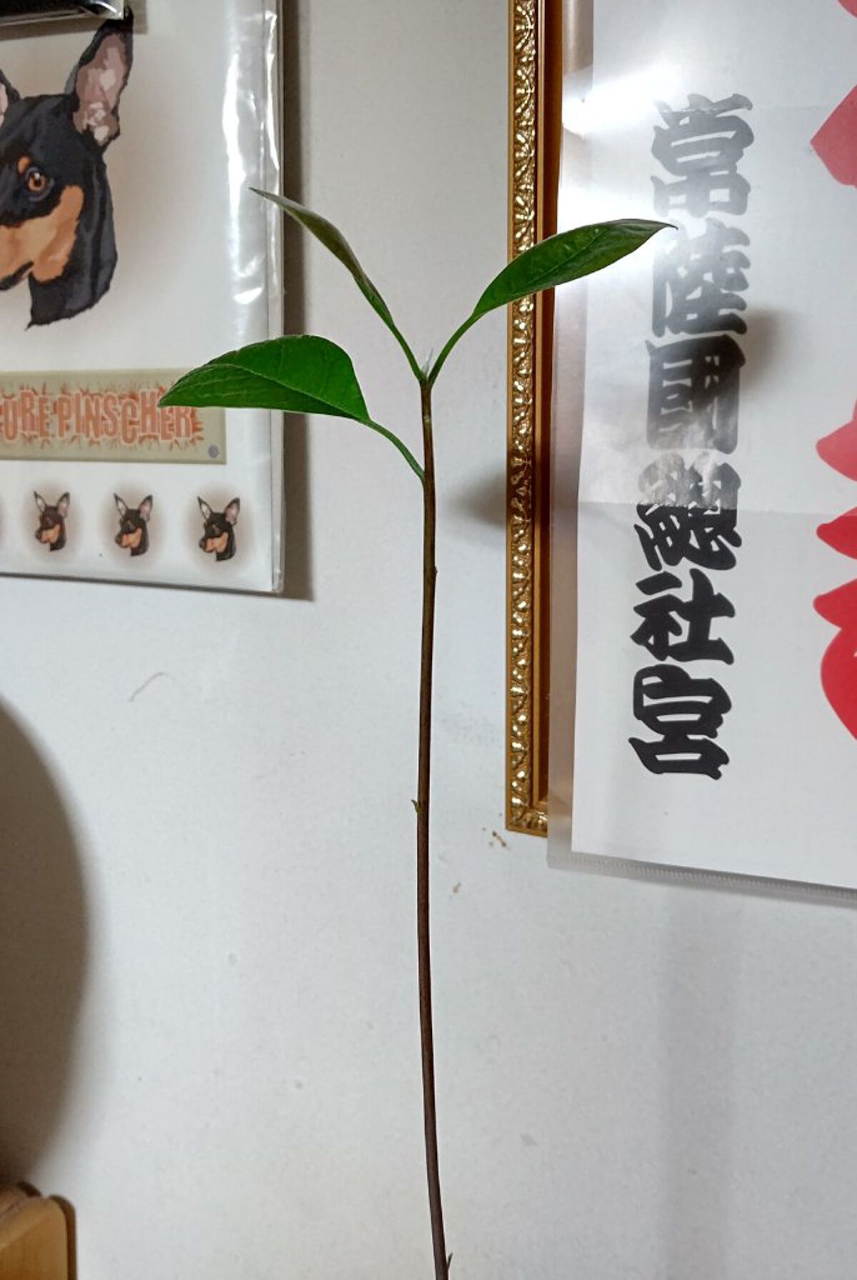 ガラス花瓶/DAISO/その他を使ったクチコミ（2枚目）