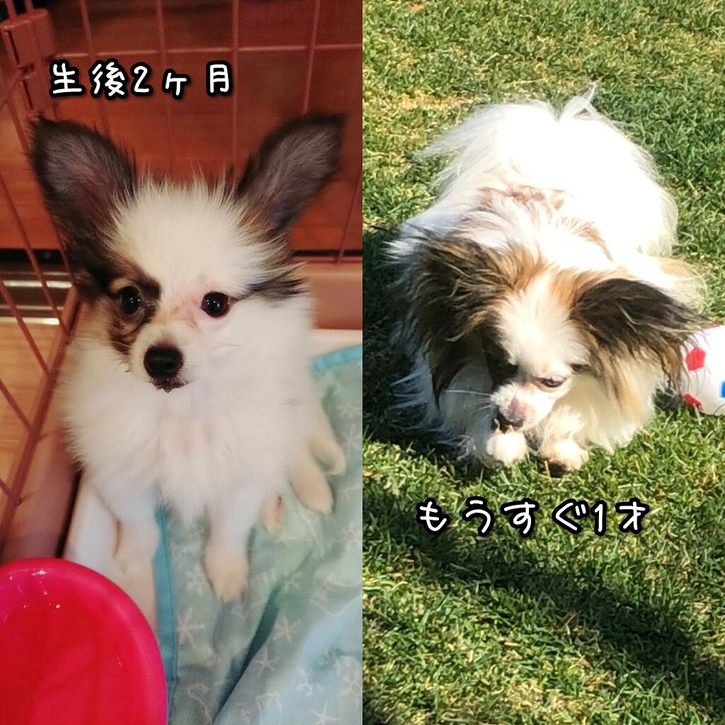 モイスチャライフハンドバター/スキンピース/ハンドクリームを使ったクチコミ(2枚目)