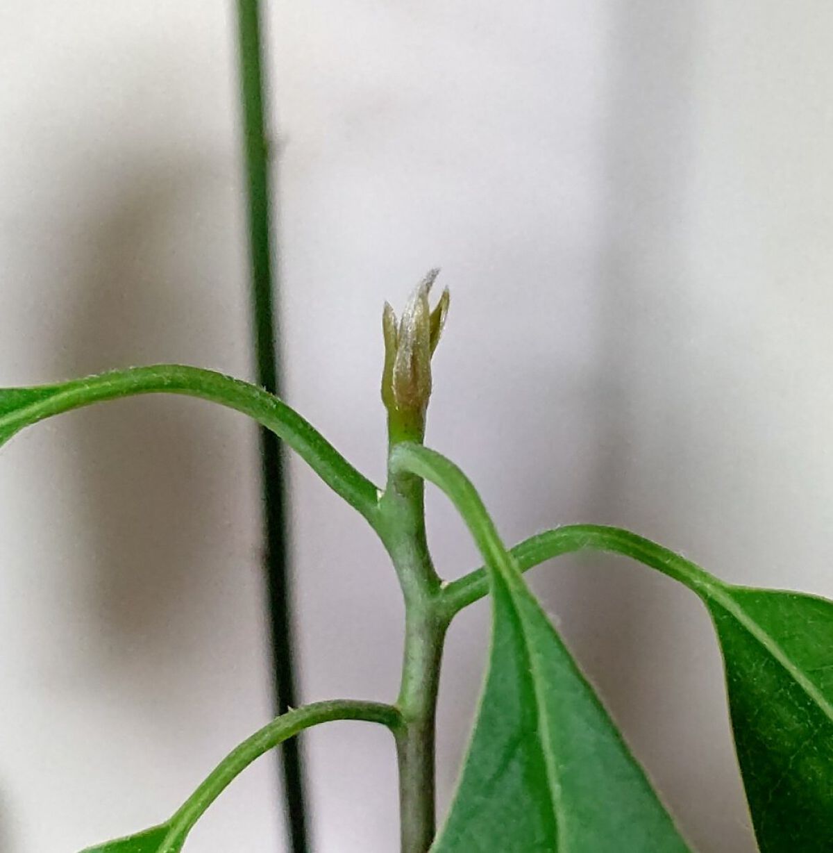 ガラス花瓶/DAISO/その他を使ったクチコミ（1枚目）