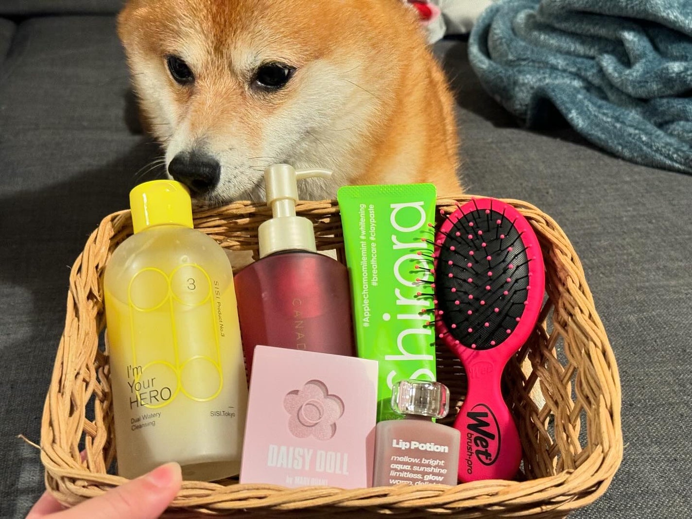 ミニディタングラー/ウェットブラシ/ヘアブラシを使ったクチコミ(1枚目)