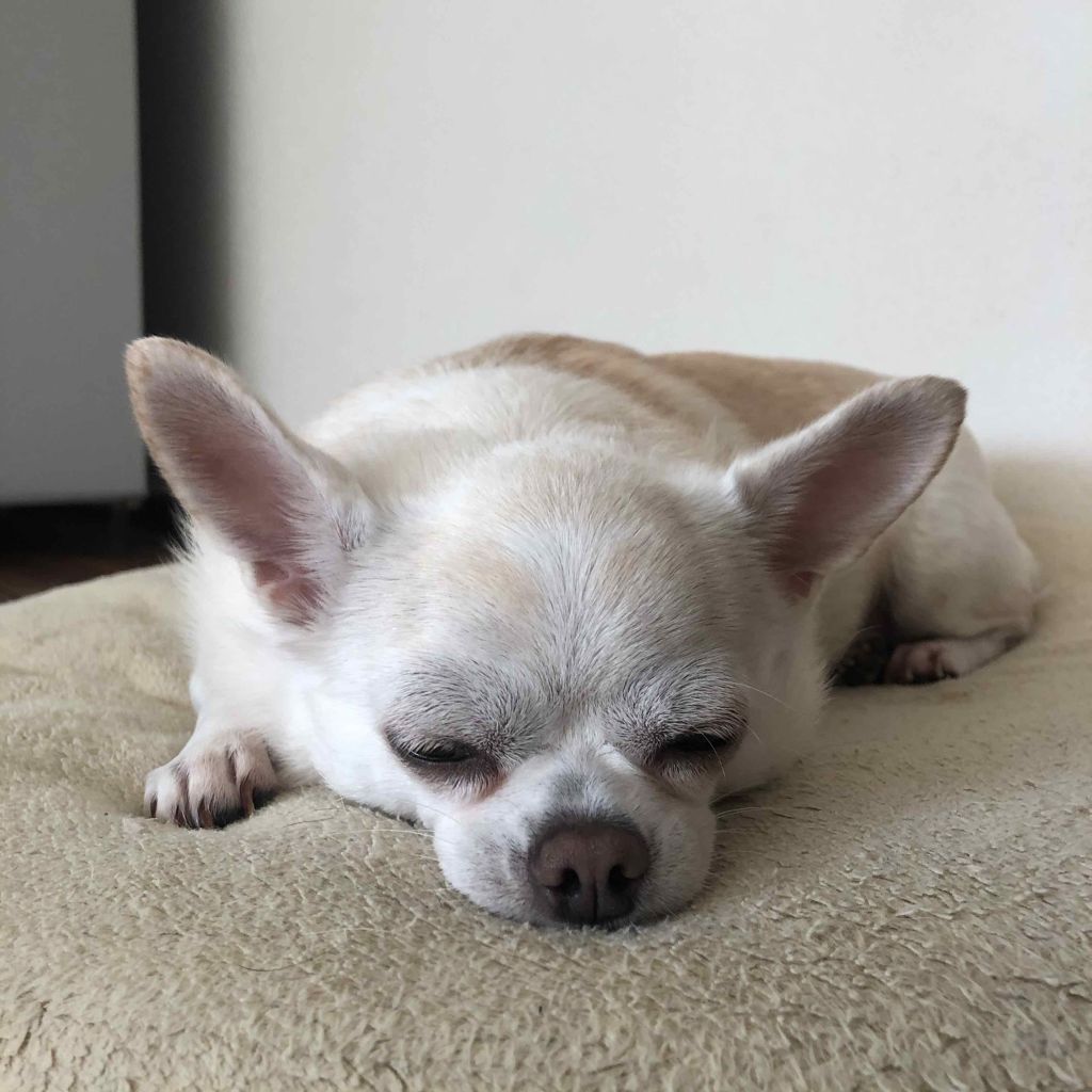 SALONIA 2WAYヘアアイロン/SALONIA/その他ヘアアイロンを使ったクチコミ(4枚目)