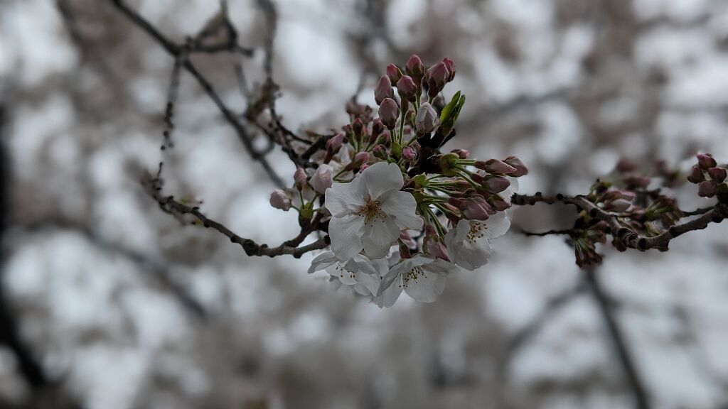 pink_make_o5p on LIPS 「ねこ..」(2枚目)