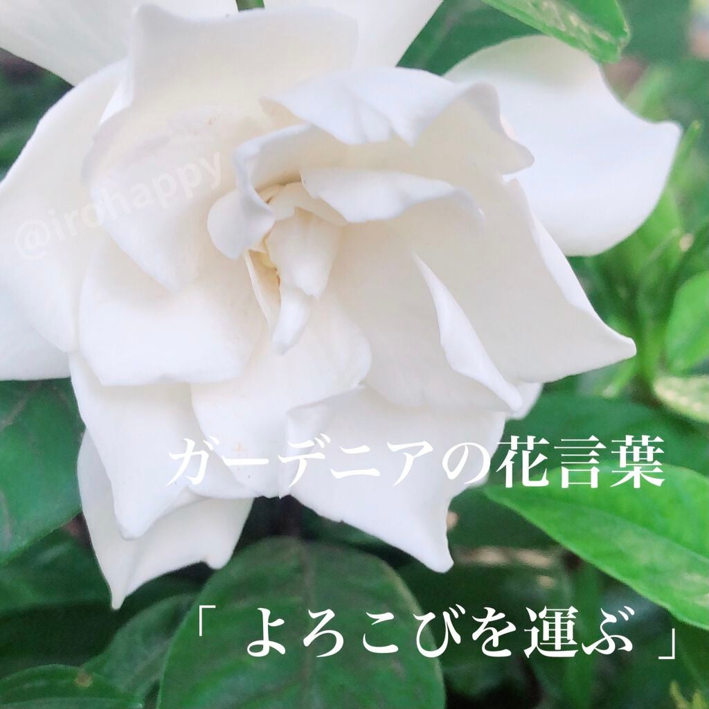 TKウォッシングクリーム/メナード/洗顔フォームを使ったクチコミ(6枚目)