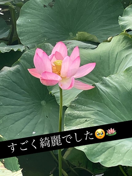 ディオール アディクト リップ マキシマイザー/Dior/リップグロスを使ったクチコミ(4枚目)