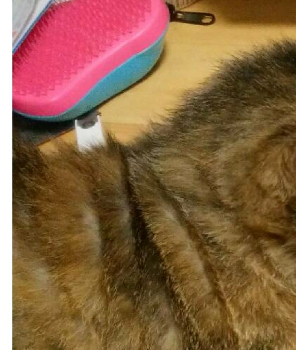 ザ・オリジナル ノーマル/TANGLE TEEZER/ヘアブラシを使ったクチコミ（1枚目）