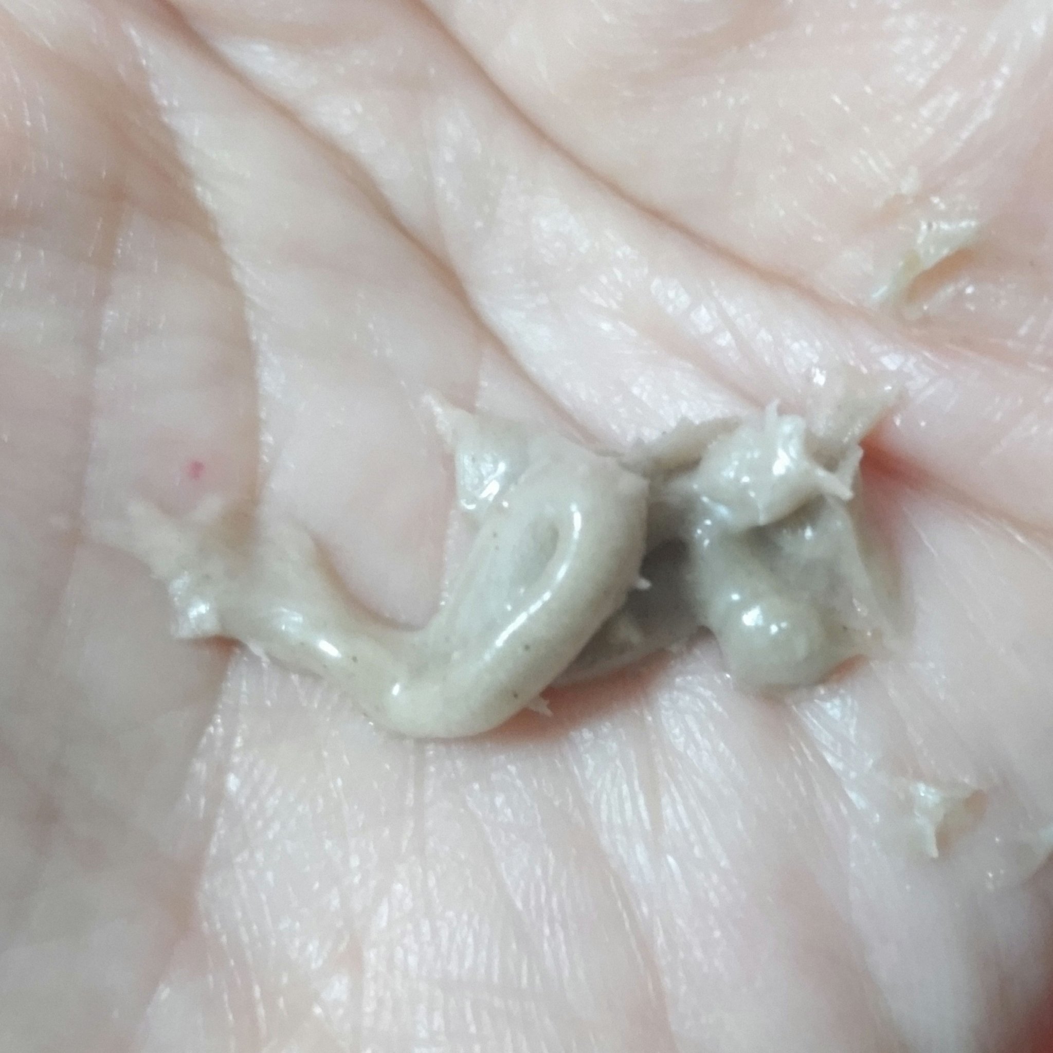 スクラビング　マッド　ウォッシュ/KANEBO/洗顔フォームを使ったクチコミ（3枚目）