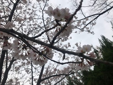 私のところでも桜が満開で綺麗です‪.ᐟ‪.ᐟ
皆さんのところでは、桜は咲いてますか🤔🤔
春休みは、勉強も遊びも存分に楽しみましょう😊‪.ᐟ‪.ᐟ‪.ᐟ
