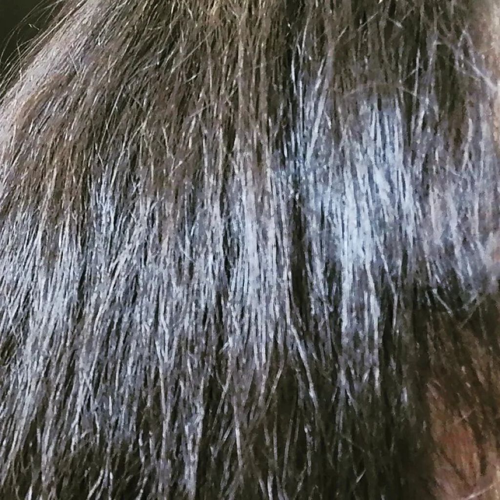 プレミアムリペアマスク（資生堂　プレミアムリペアマスク） S (春ツバキの香り)/TSUBAKI/ヘアマスク・ヘアパックを使ったクチコミ（3枚目）