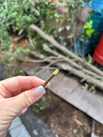 ナチュラル パフュームド バスソルト 〜ローズブーケ〜/ボーテ デュ サエ/入浴剤を使ったクチコミ(5枚目)