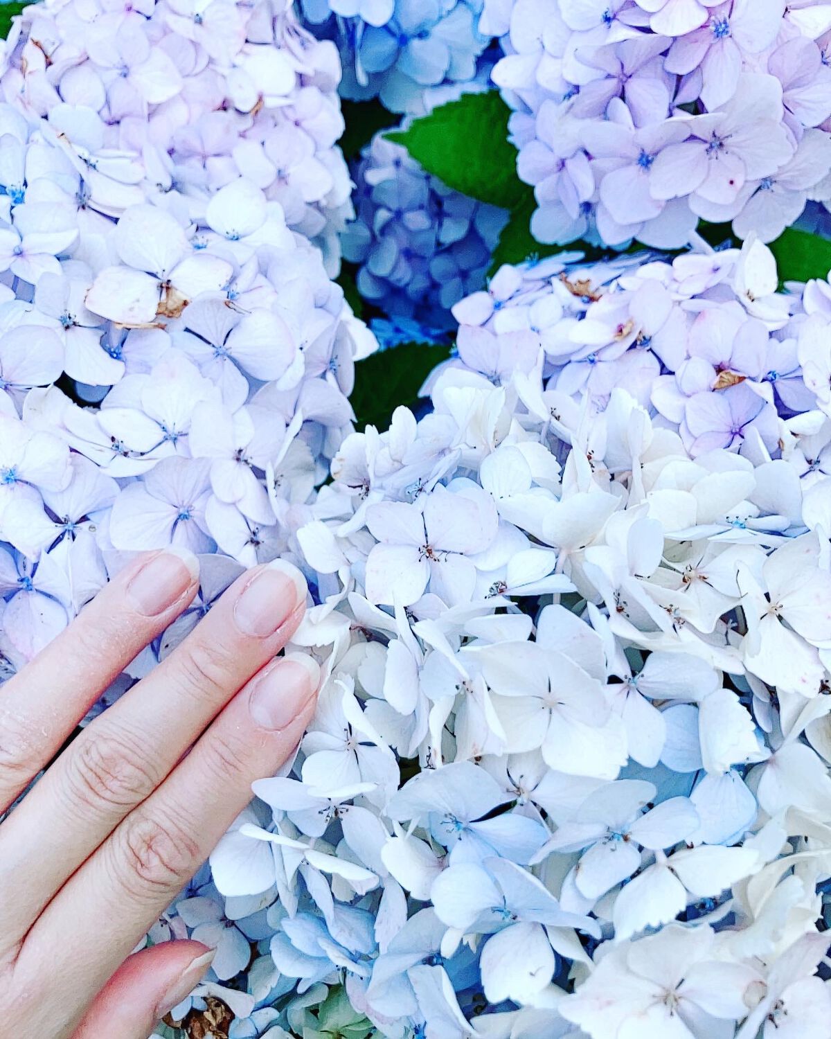 ネイル リペアセラム/ネイル リペアセラム/ネイルオイル・トリートメントを使ったクチコミ(2枚目)