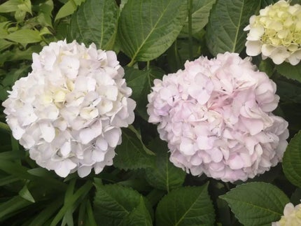 ブラッシュクレーム/クレ・ド・ポー ボーテ/ジェル・クリームチークを使ったクチコミ(6枚目)