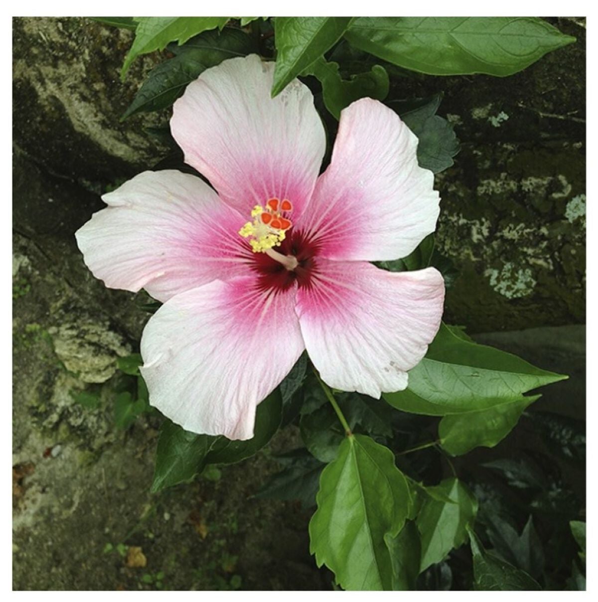 Rio(リさん) on LIPS 「はいさーい!🌴🌺✈こんにちは!Rioです!今日は、肌荒れ、ニキ..」(7枚目)