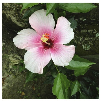 Rio(リさん) on LIPS 「はいさーい!🌴🌺✈こんにちは!Rioです!今日は、肌荒れ、ニキ..」(7枚目)