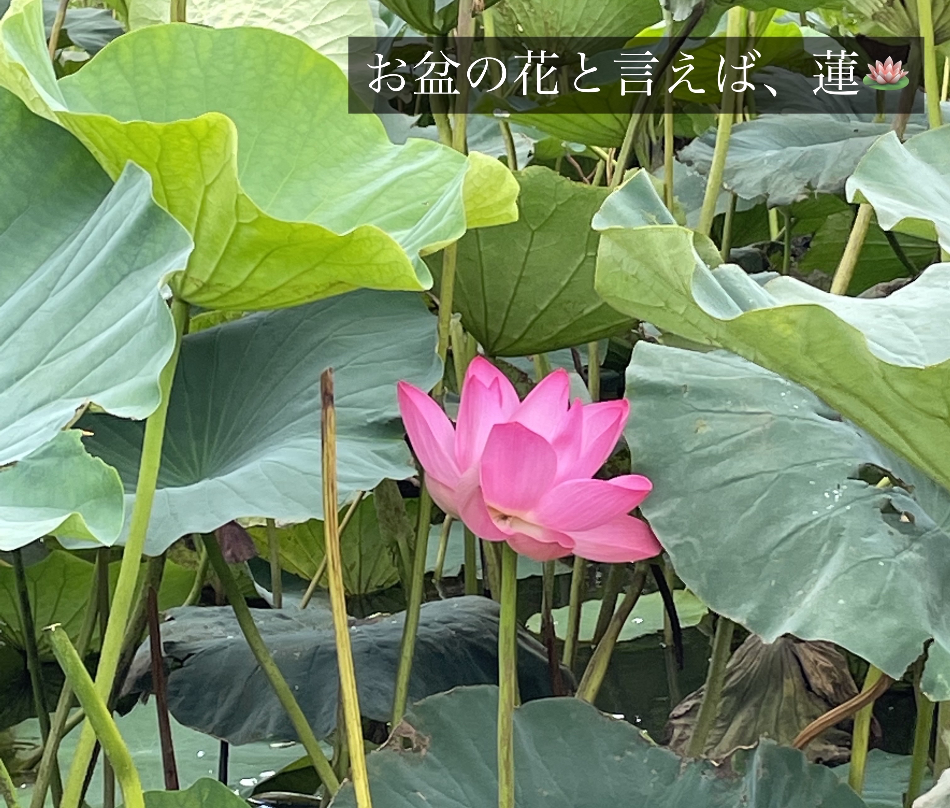 ウォータリーティントリップ/CEZANNE/リップティントを使ったクチコミ（3枚目）