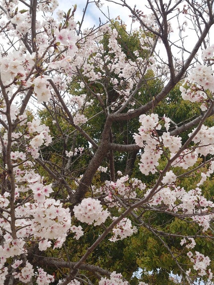 シャドウパレット/dasique/アイシャドウパレットを使ったクチコミ(5枚目)