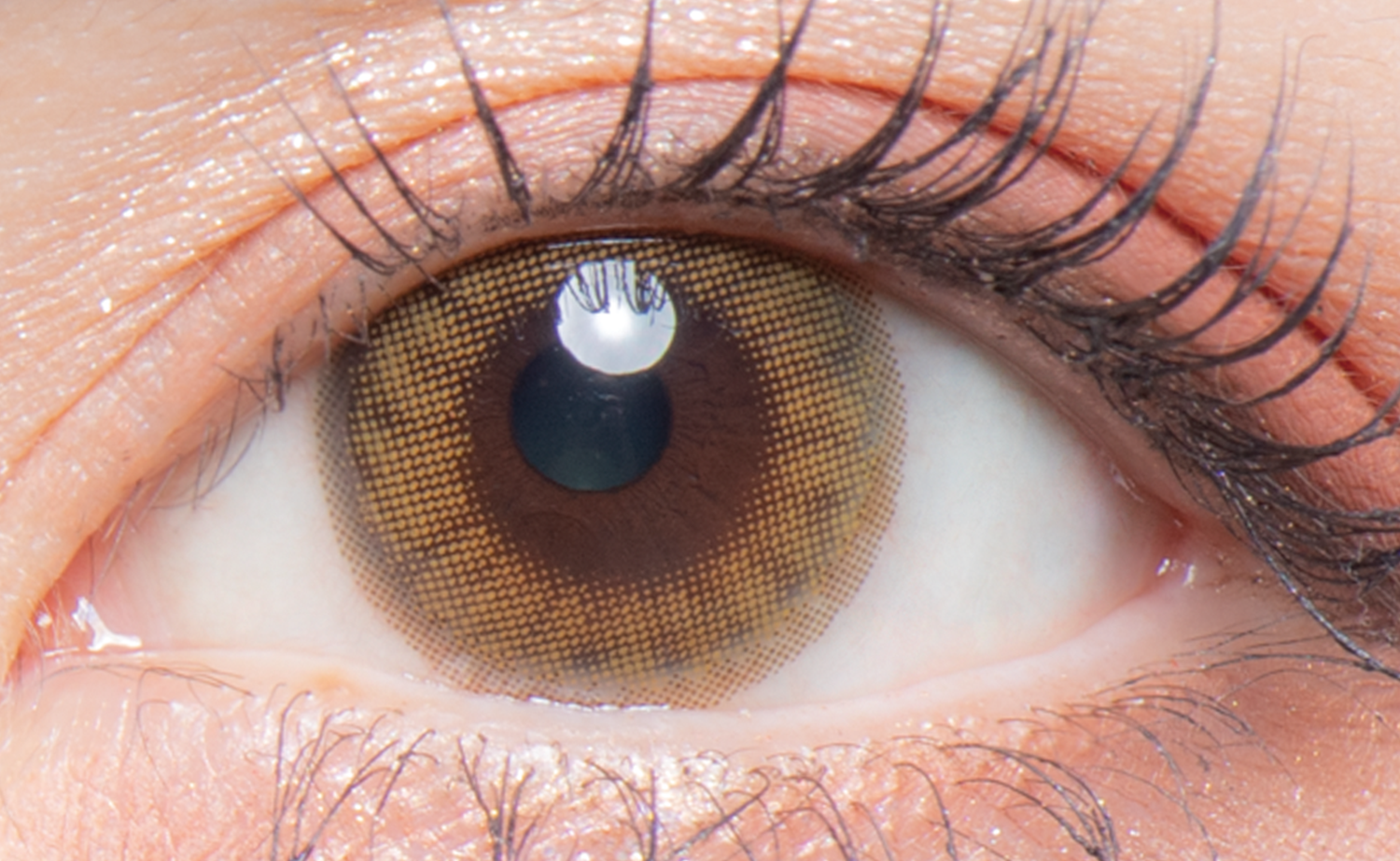 colors 1day ハーフオリーブブラウン