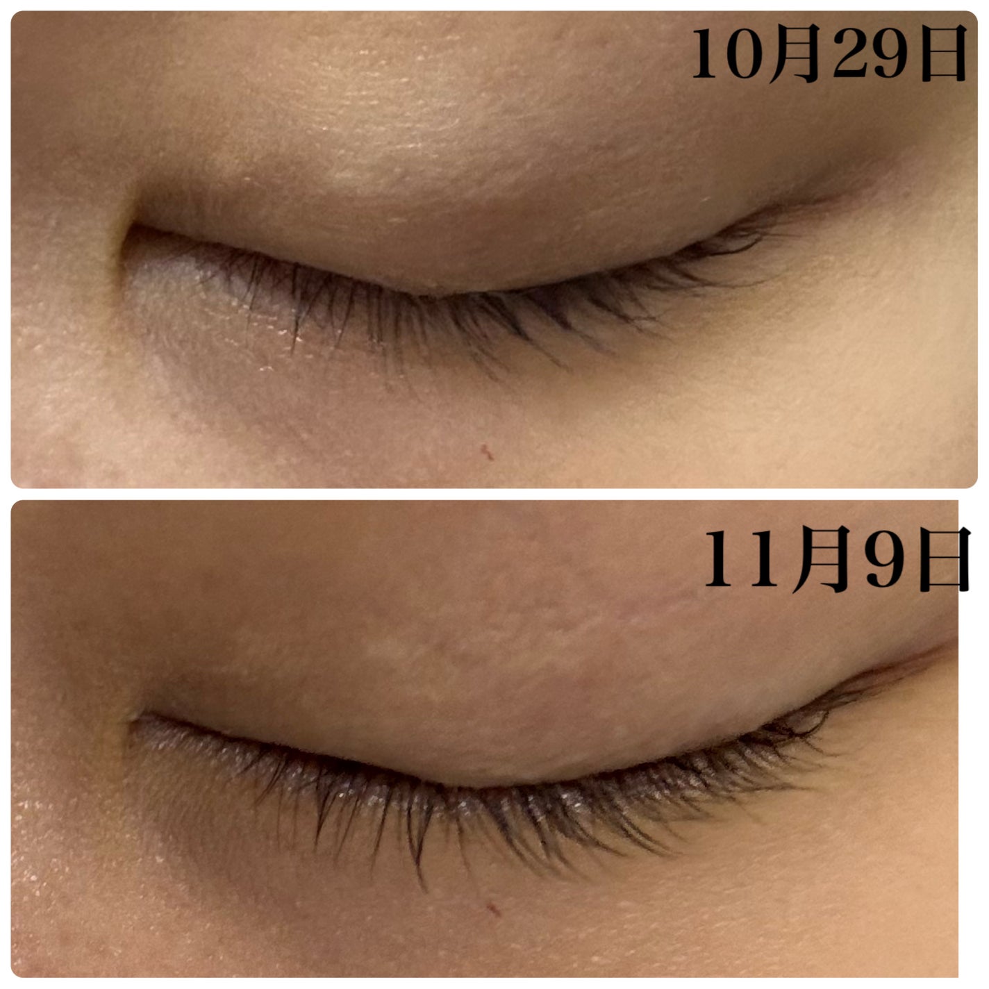 miss lash /miss lash/その他を使ったクチコミ(3枚目)