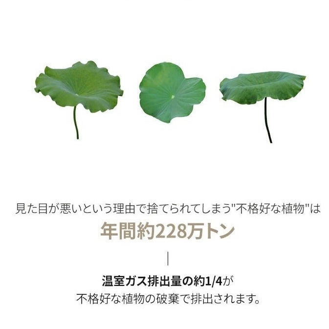 蓮の葉弱酸性クレンジングフォーム/Luvum/洗顔フォームを使ったクチコミ(6枚目)