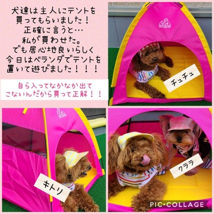 グロウフルールチークス/キャンメイク/パウダーチークを使ったクチコミ(4枚目)