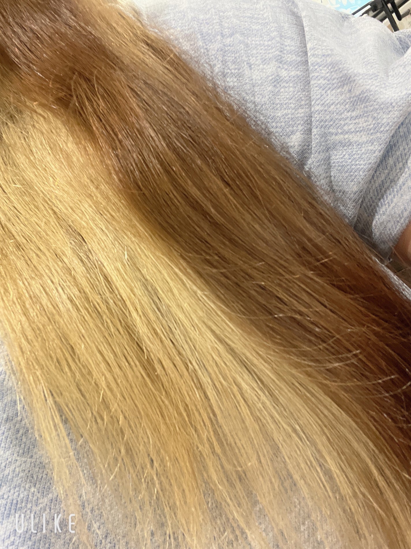 エルジューダ MO/エルジューダ/ヘアオイルを使ったクチコミ(3枚目)