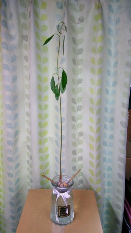 ガラス花瓶/DAISO/その他を使ったクチコミ(1枚目)