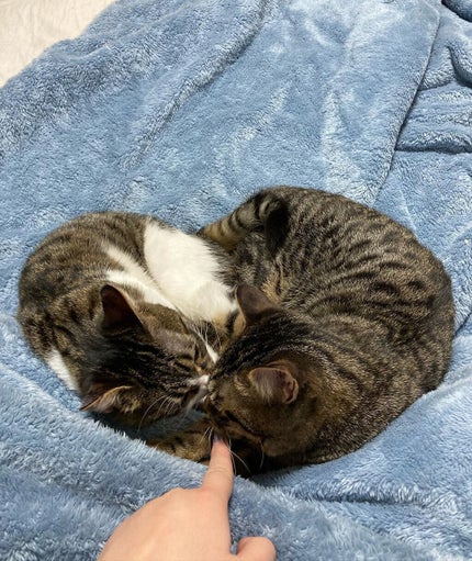 ザ カラー リキッド アイライナー/ADDICTION/リキッドアイライナーを使ったクチコミ(6枚目)