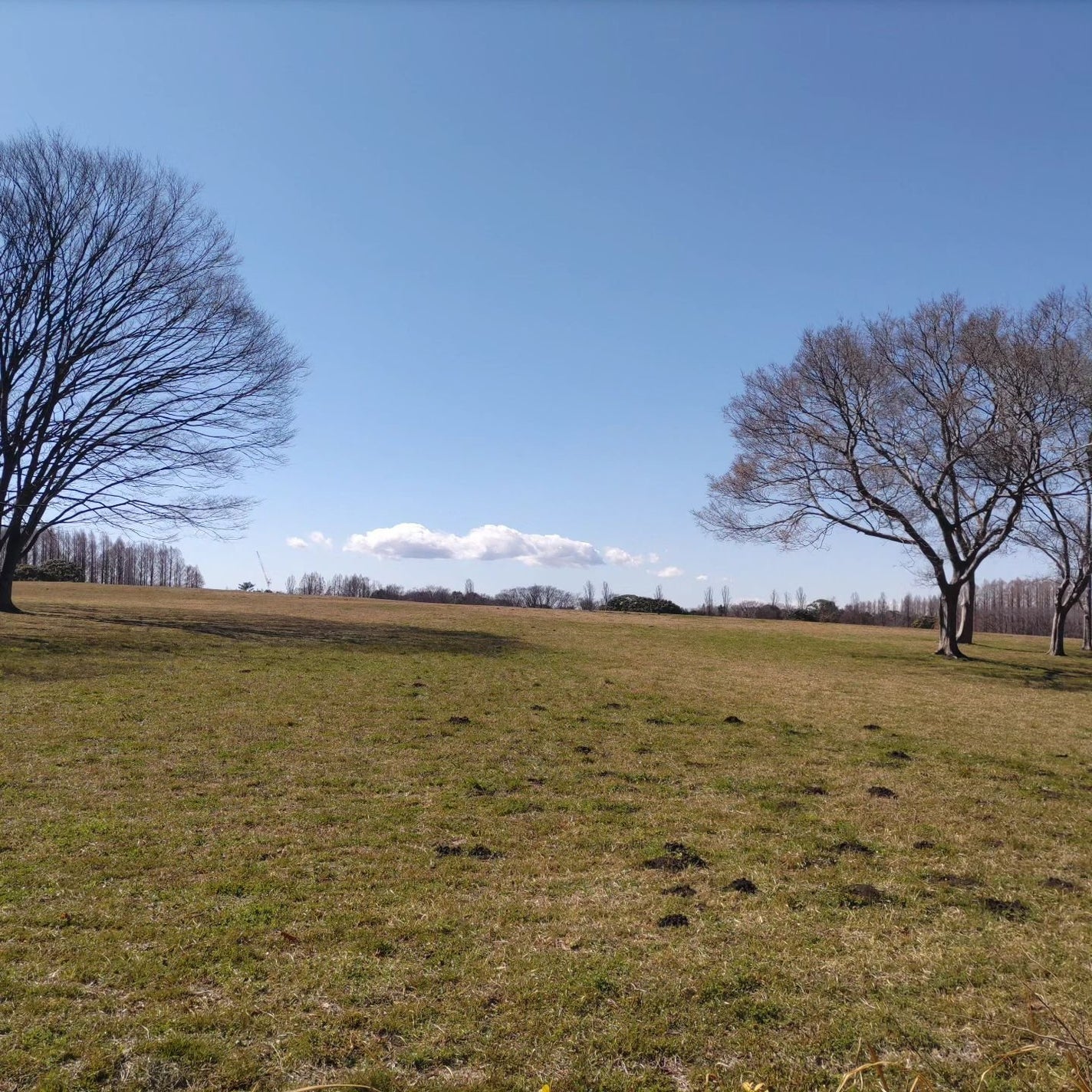 ひろちゃん on LIPS 「dプログラムアレルバリアミストN【敏感肌用化粧水】今日も花粉バ..」(6枚目)