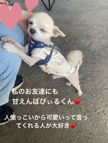 SIXPLUS X MARILYN 10本メイクアップブラシセット/SIXPLUS/メイクブラシを使ったクチコミ(9枚目)