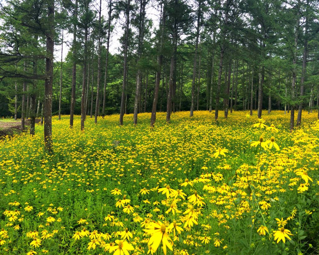 山梨・長野ルルルン(桃の香り)/ルルルン/シートマスク・パックを使ったクチコミ(3枚目)