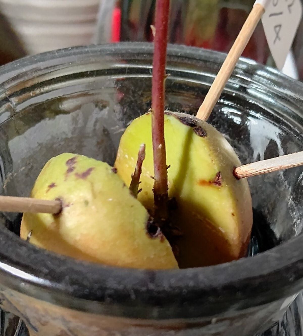 ガラス花瓶/DAISO/その他を使ったクチコミ(2枚目)