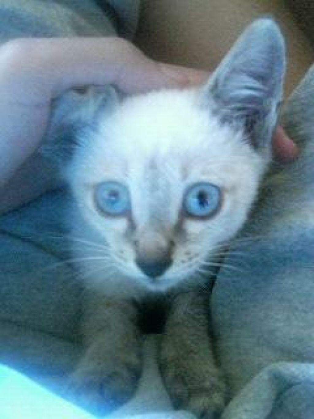 鍵しっぽヌコ(メンヘラ引きこもりニート) on LIPS 「大事なご報告第二弾!LIPS運営様にお問い合わせしたところコメ..」(1枚目)