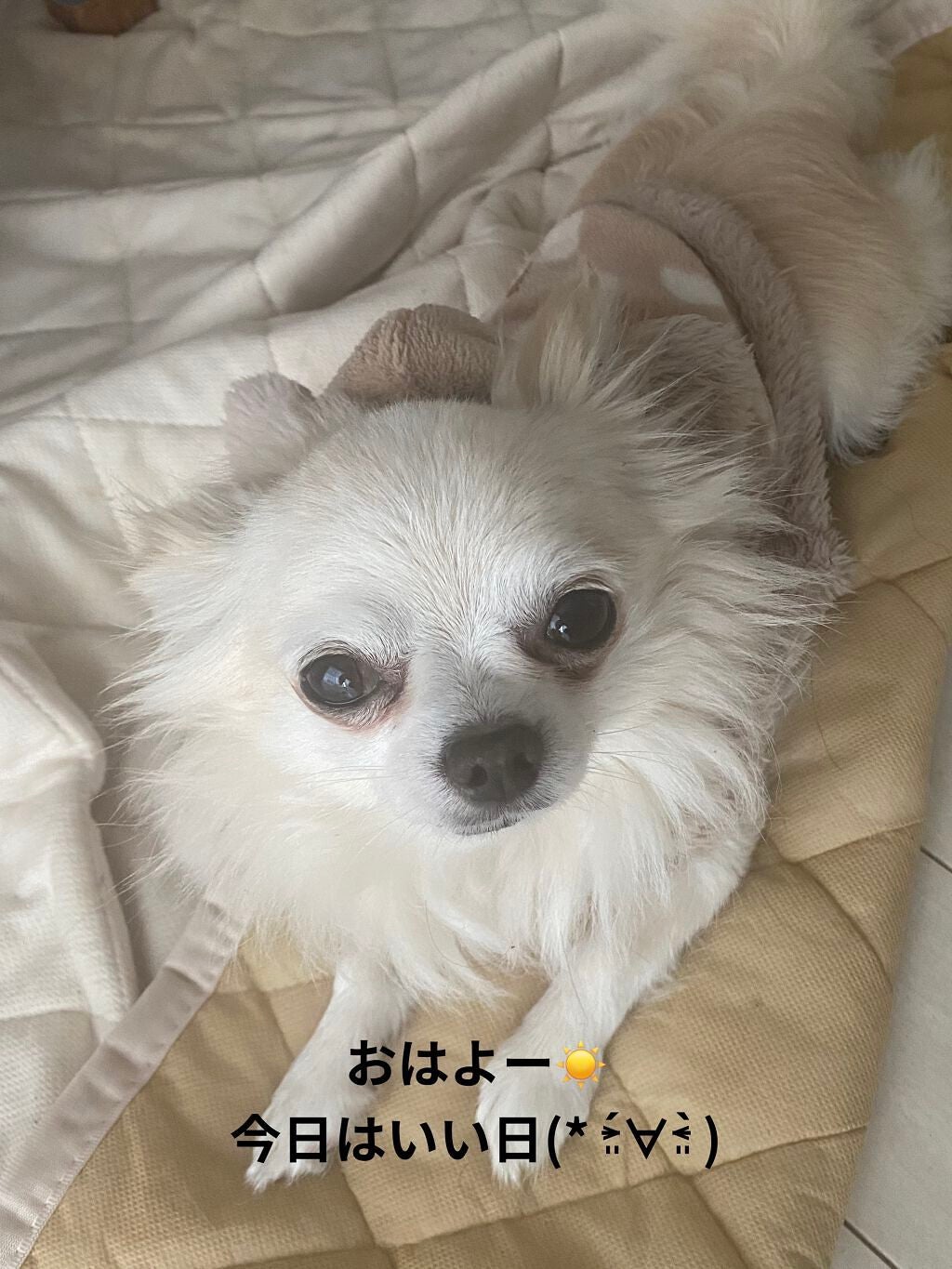 カラフルネイルズ/キャンメイク/マニキュアを使ったクチコミ(6枚目)