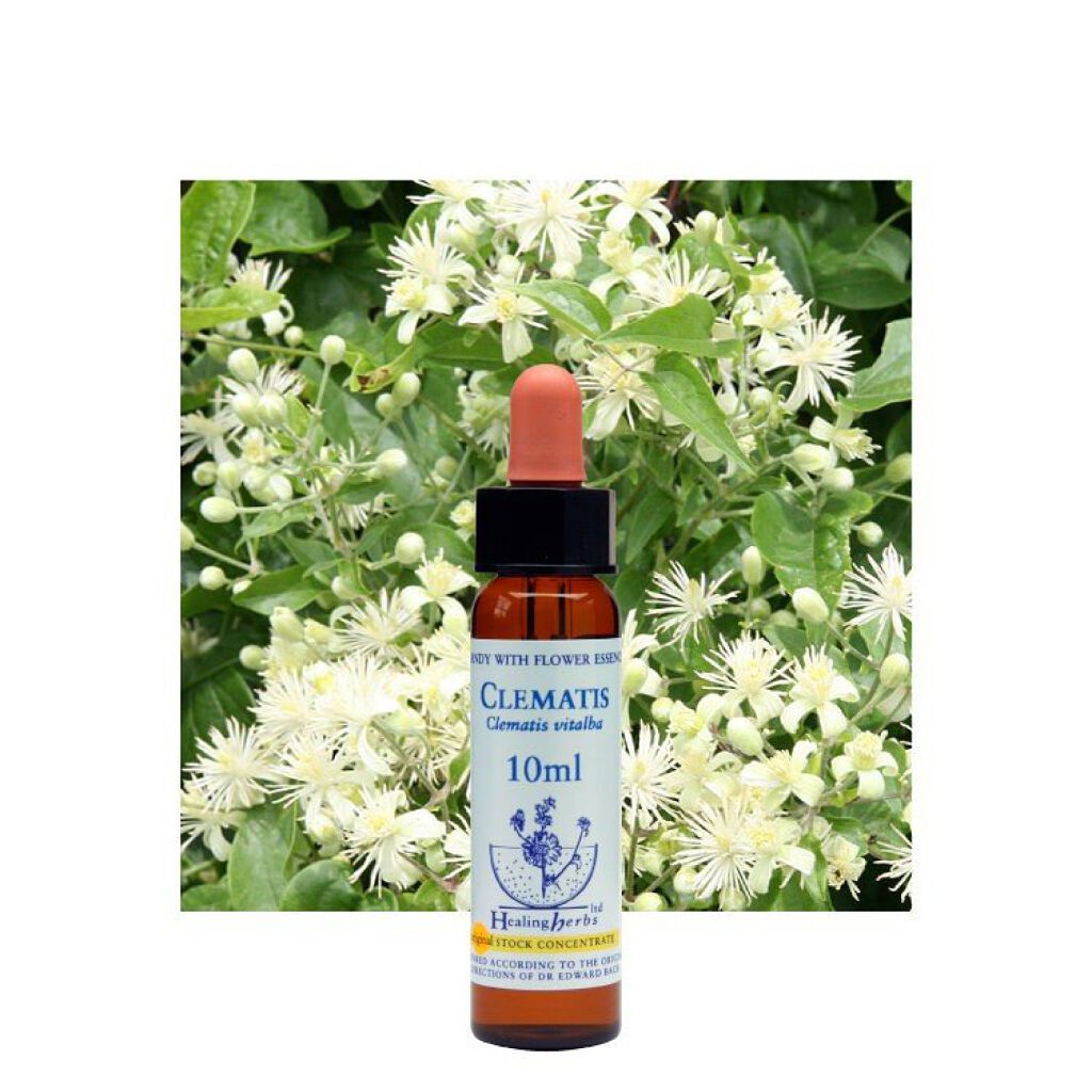 ヒーリングハーブフラワーエッセンス クレマチス