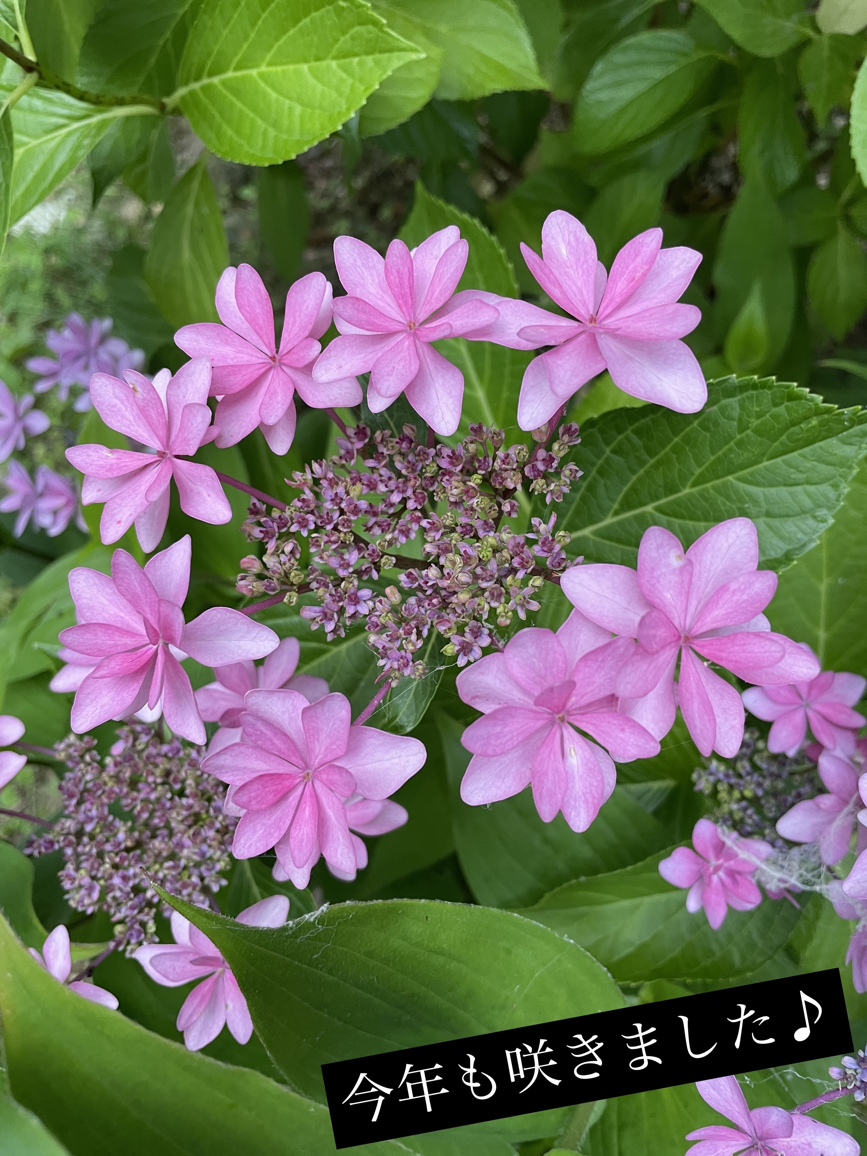 ウォータリーティントリップ/CEZANNE/リップティントを使ったクチコミ（2枚目）