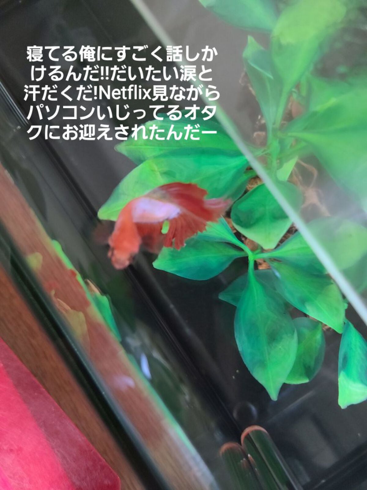 ファンゴ ボディソープ n/Prédia/ボディソープを使ったクチコミ(2枚目)