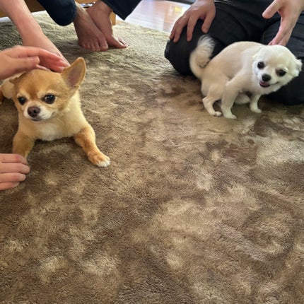 レ・ヴィルジナル チュベローズ・デュ・メキシク/オフィシーヌ・ユニヴェルセル・ビュリー/ボディミルクの画像