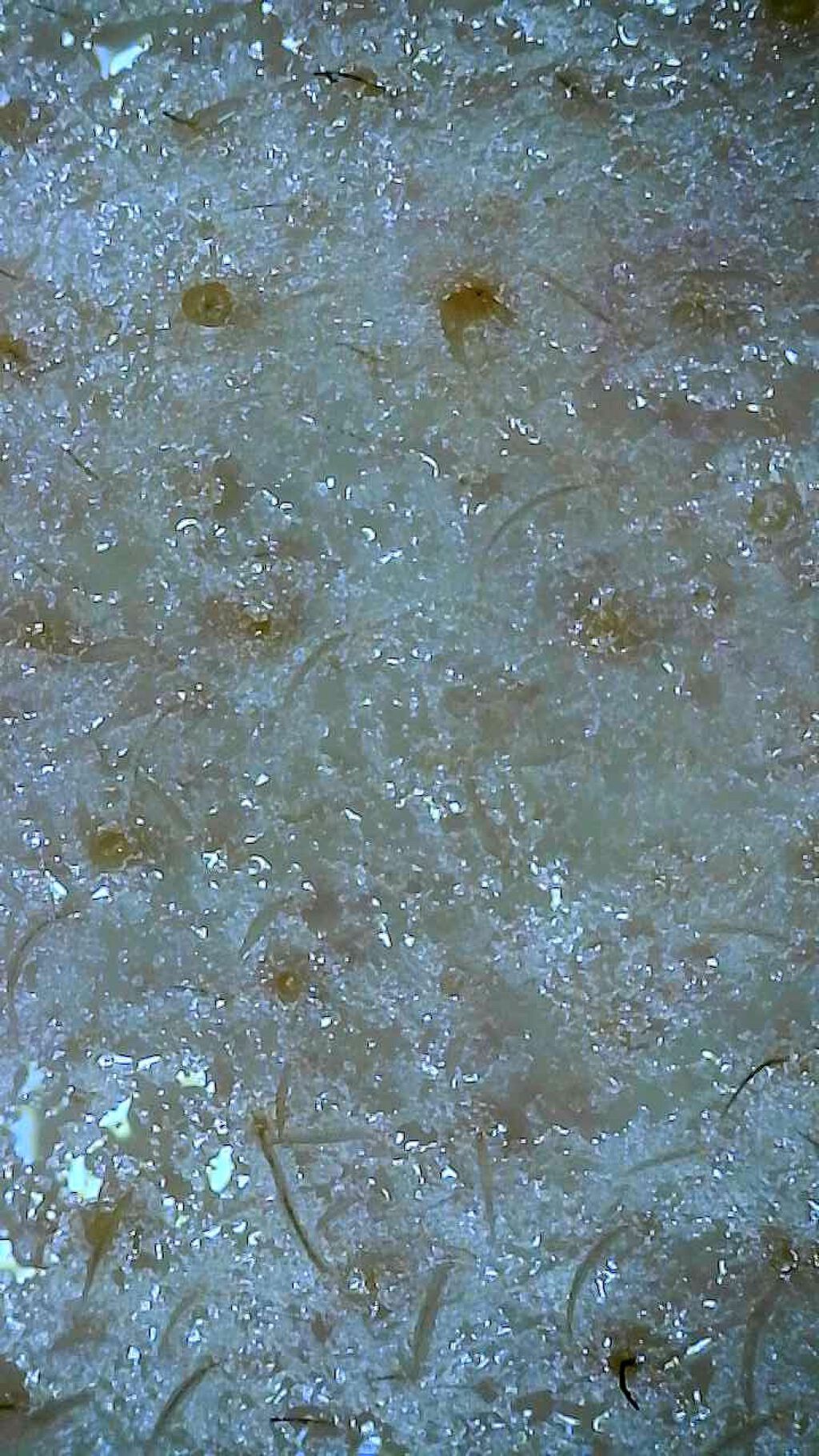 きる on LIPS 「自分の為だけのメモ6月8日自分がビニール肌かどうかみる為にマイ..」(2枚目)