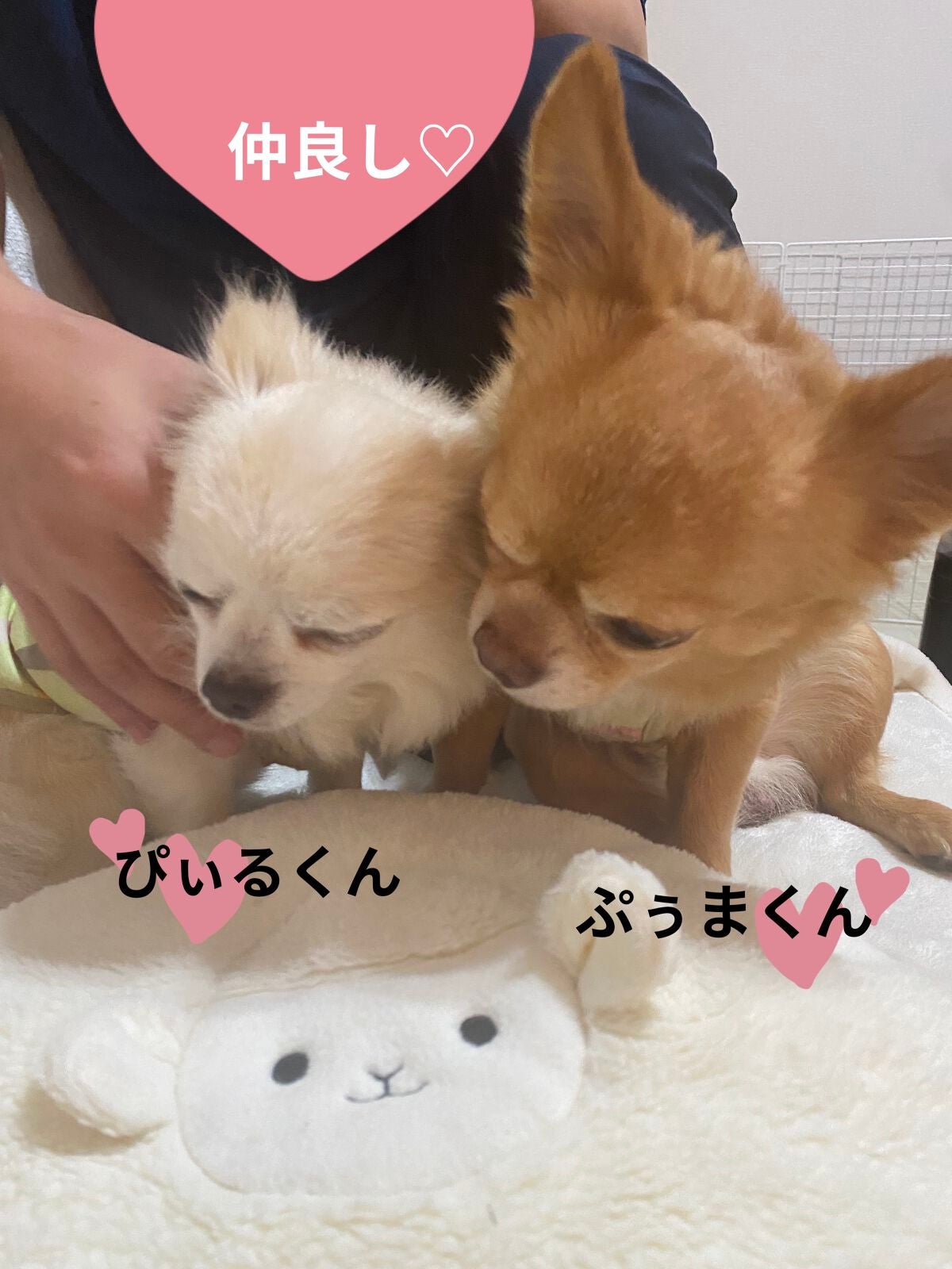 ワフードメイド 酒粕パック/pdc/洗い流すパック・マスクを使ったクチコミ(4枚目)