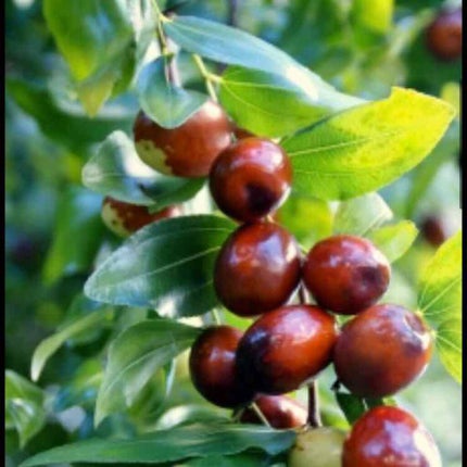 ジューシーラスティングティント/rom&nd/リップティントを使ったクチコミ(3枚目)