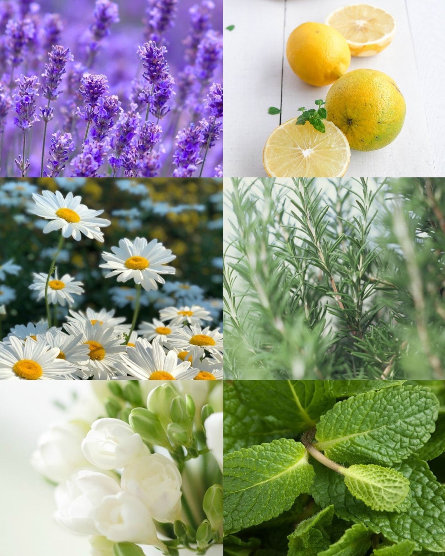 ポップスカルプシャンプー/ECLIMOI/市販シャンプーを使ったクチコミ(2枚目)