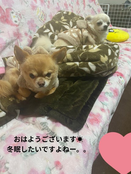 アイ カラー クォード/TOM FORD BEAUTY/アイシャドウパレットを使ったクチコミ(9枚目)