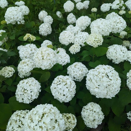 ブレンディングムードチーク/dasique/パウダーチークを使ったクチコミ(10枚目)