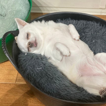 しに子ちゃん on LIPS 「あけおめと寒中を同時にお見舞いして遅めの新年のご挨拶とさせてい..」(5枚目)