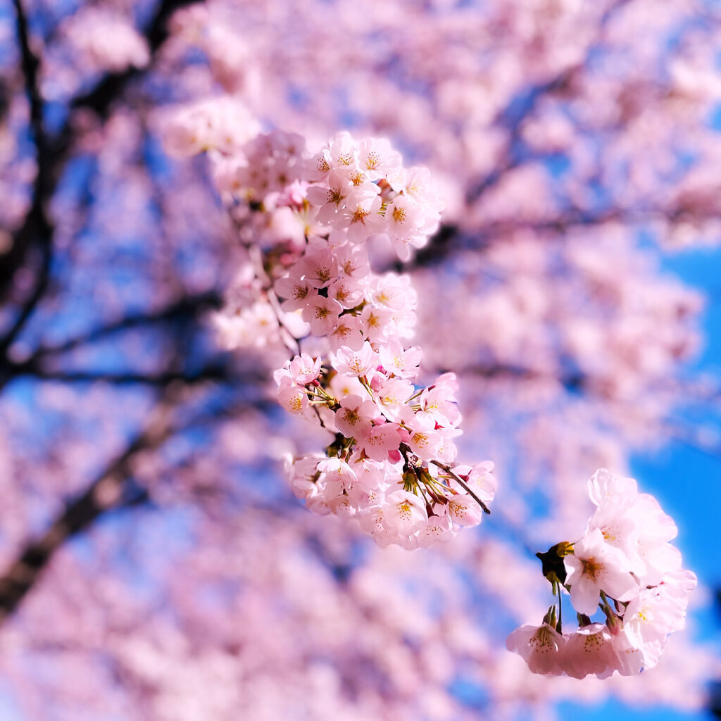 プレミアムルルルン 桜（さくらの香り）/ルルルン/シートマスク・パックを使ったクチコミ（2枚目）