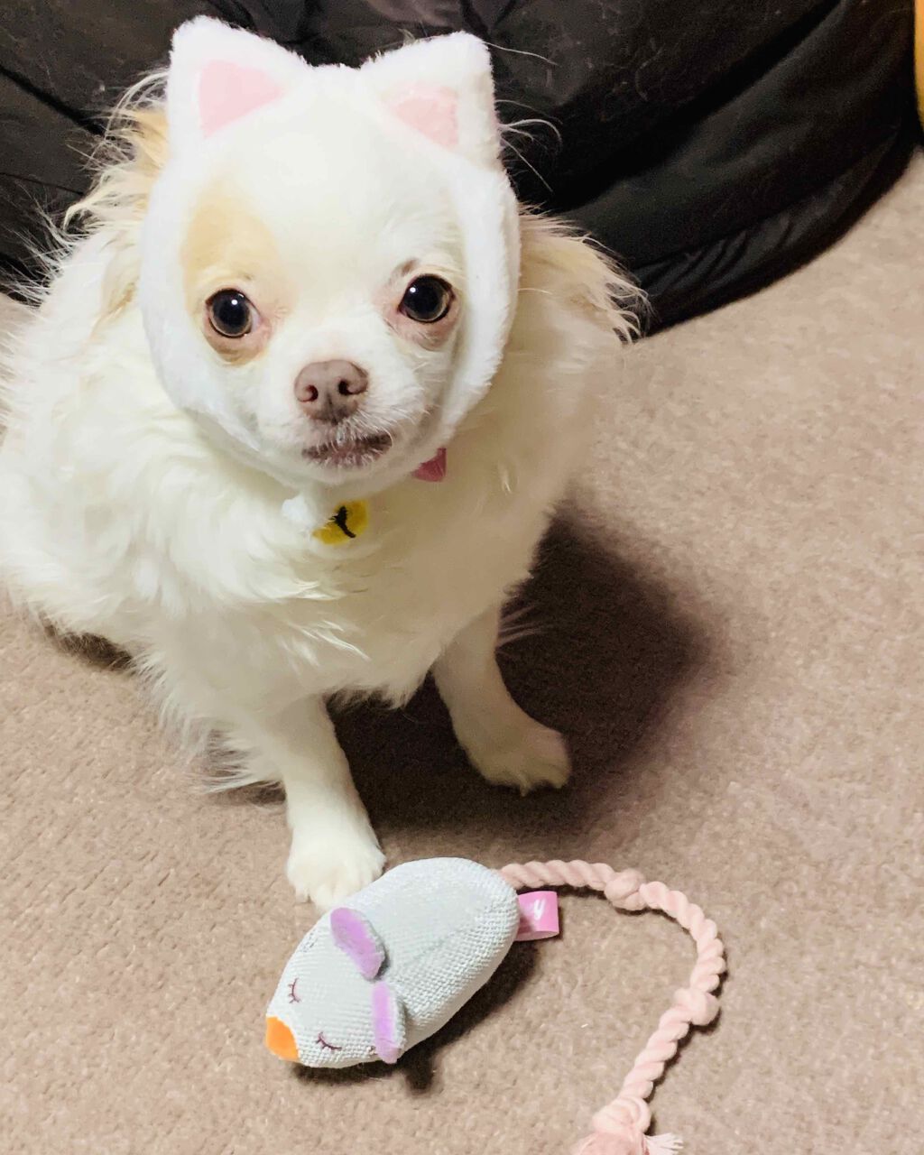 自己紹介/雑談/その他を使ったクチコミ（2枚目）