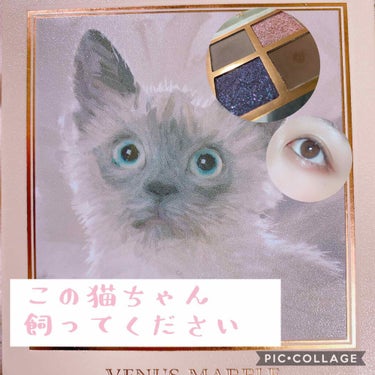 Venus Marble アイシャドウキャットシリーズ シャム猫/Venus Marble/パウダーアイシャドウを使ったクチコミ（1枚目）