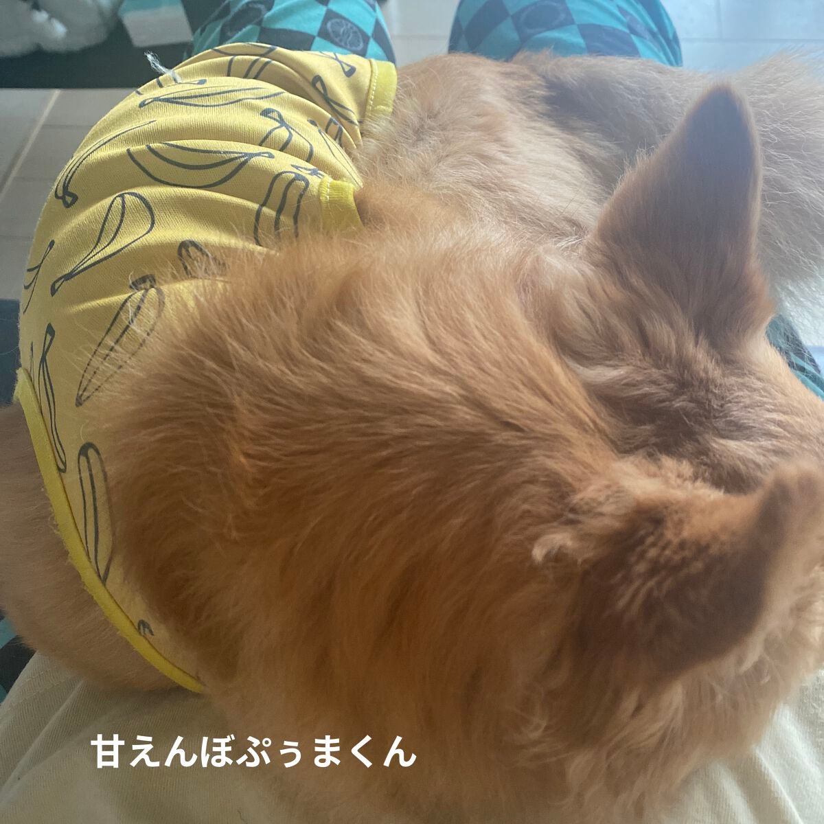 カラフルネイルズ/キャンメイク/マニキュアを使ったクチコミ(8枚目)