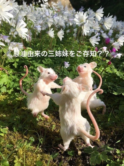 サンホワイトP-1/サンホワイト/ボディクリームを使ったクチコミ(1枚目)