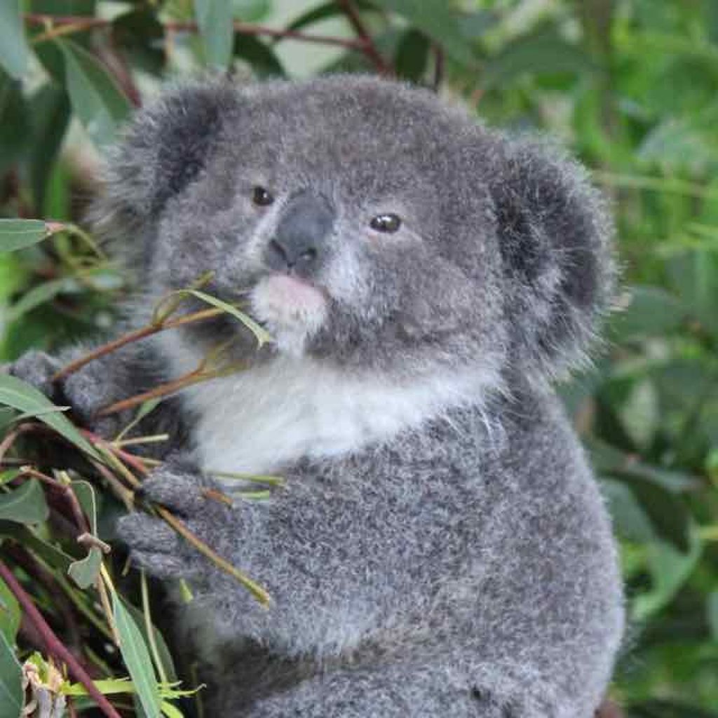 パックン on LIPS 「誰も見ないだろうと思って、持ち物確認用のメモ程度のザックリした..」(1枚目)